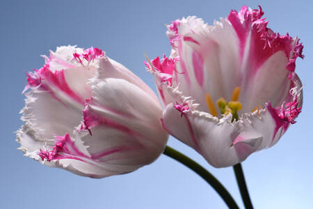 Bílé a růžové tulipány
