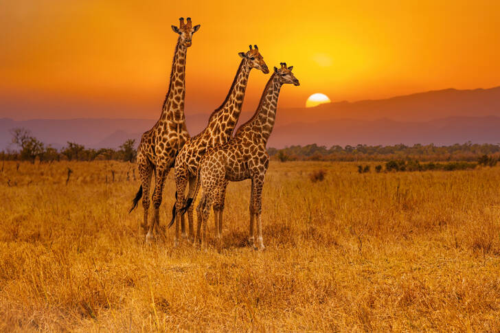 Girafele în savană