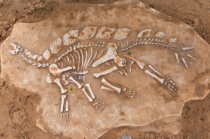 Dinosaur remains Jigsaw Puzzle (History, Archeology) | Puzzle Garage