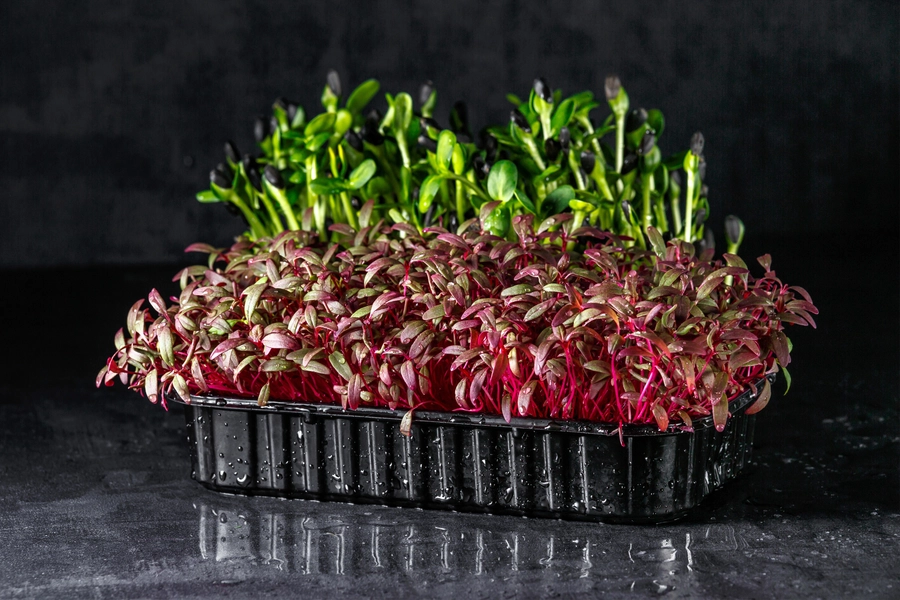 Microgreens sur fond noir