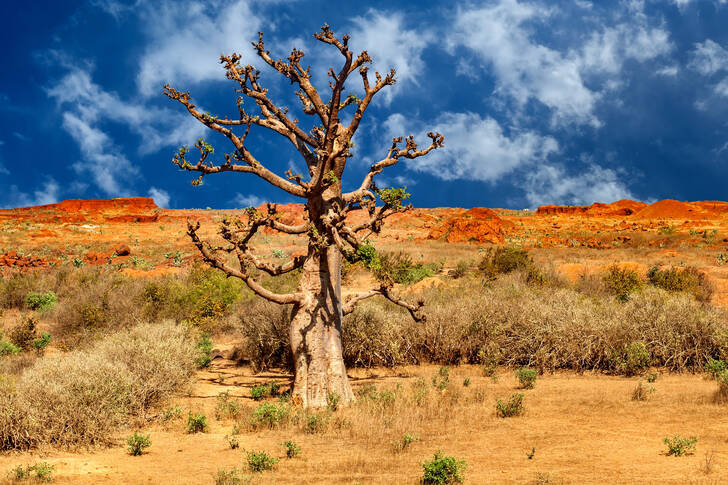 Torrt träd på savannen