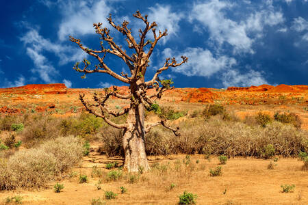 Dry tree in savannah