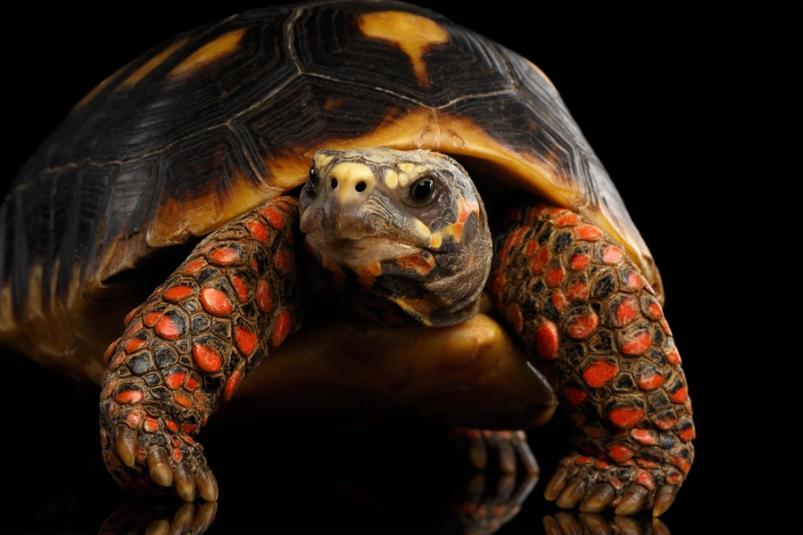 Kolen schildpad