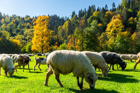 Πρόβατα στο βοσκότοπο