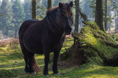 Häst i den vilda skogen