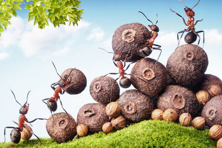 Formigas coletam sementes