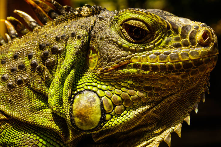 Primo piano dell'iguana verde