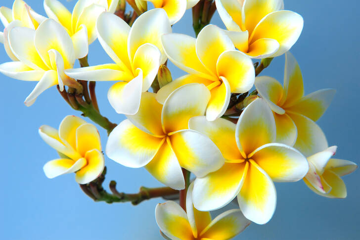 Żółto-białe frangipani