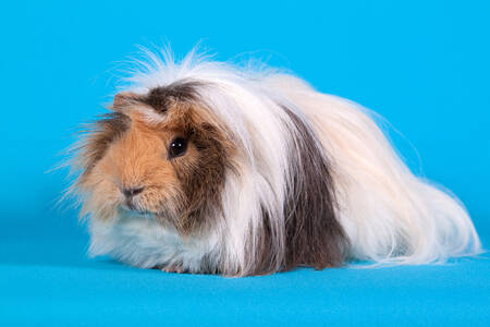 Peruanisches Meerschweinchen vor blauem Hintergrund