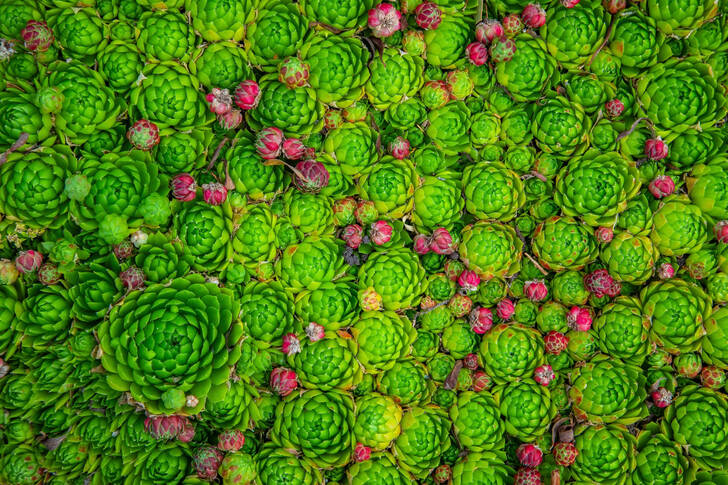 Pink and green succulents