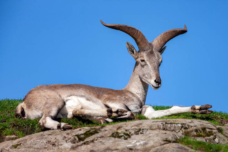 Mouton bleu