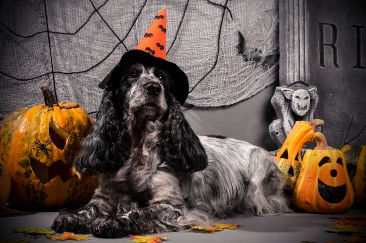 Cocker Spaniel cu o pălărie de Halloween