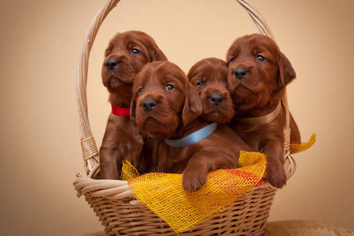 Setter puppies in a basket