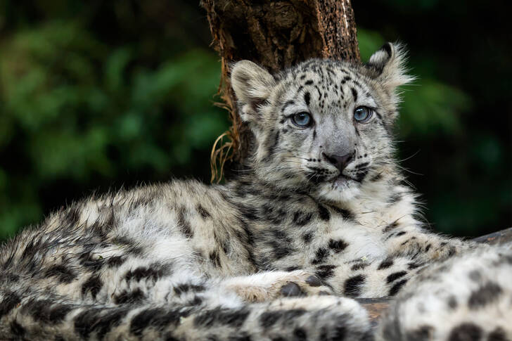 Pui de leopard de zăpadă