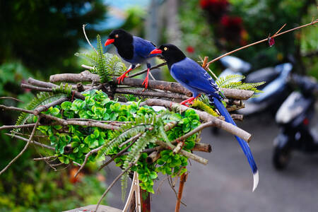 Gagak bersayap biru langit