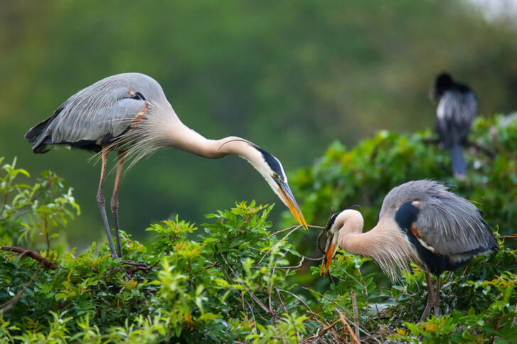 Great blue herons