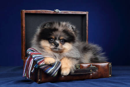 Pomeranian valp