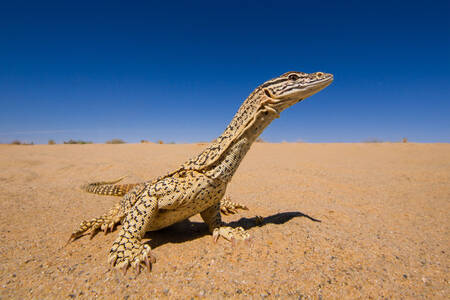 Goanna pasir Australia