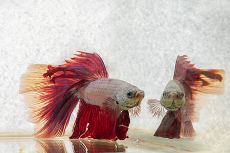 Betta-kala