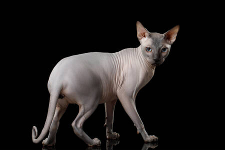 Sphinx cat on a black background