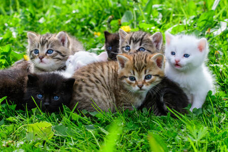 Kittens in het gras