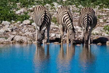 Zebras am Fluss