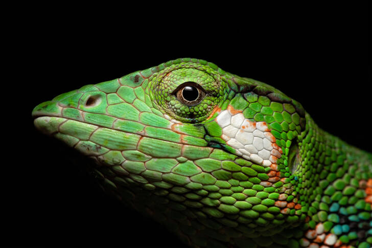 Lizard on a black background