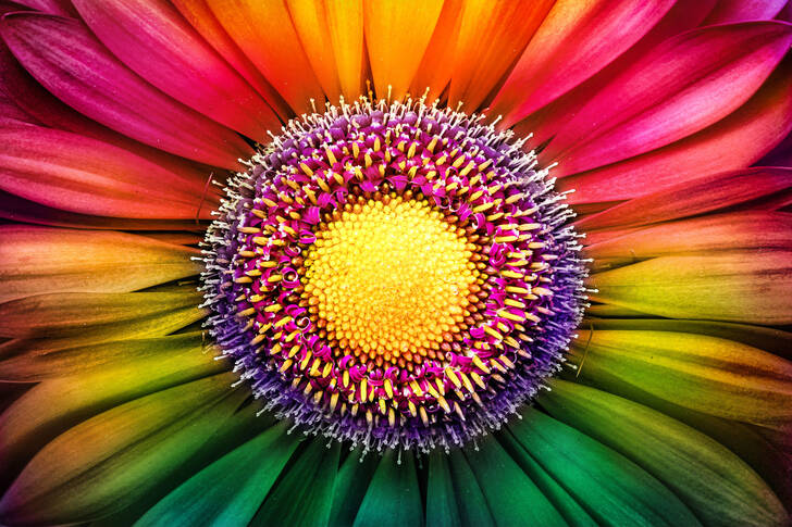 صورة ماكرو لزهرة الجربيرا