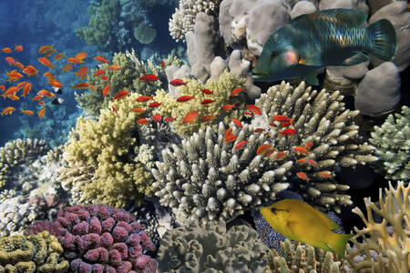 Korallit ja trooppiset kalat