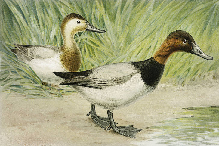 Ducks in painting