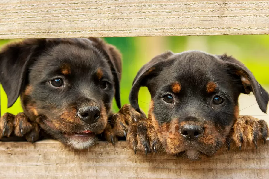 Puii Rottweiler