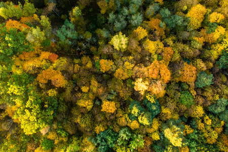 Herbstwald von oben
