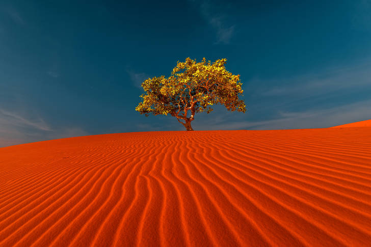 Kum tepeleri ve yalnız bir ağaç