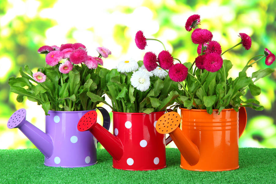 Flowers Jigsaw Puzzles | Puzzle Garage