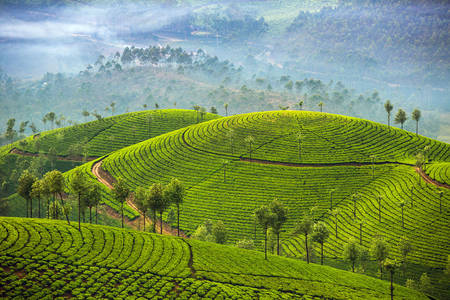 Plantaže čaja Munnar