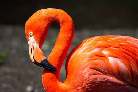 Kırmızı flamingo