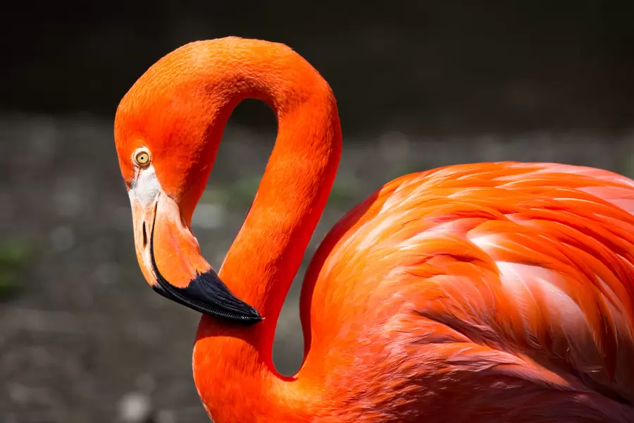 Punane flamingo
