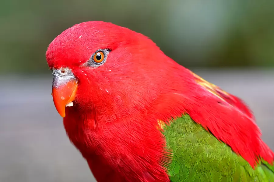 Lorius garrulus