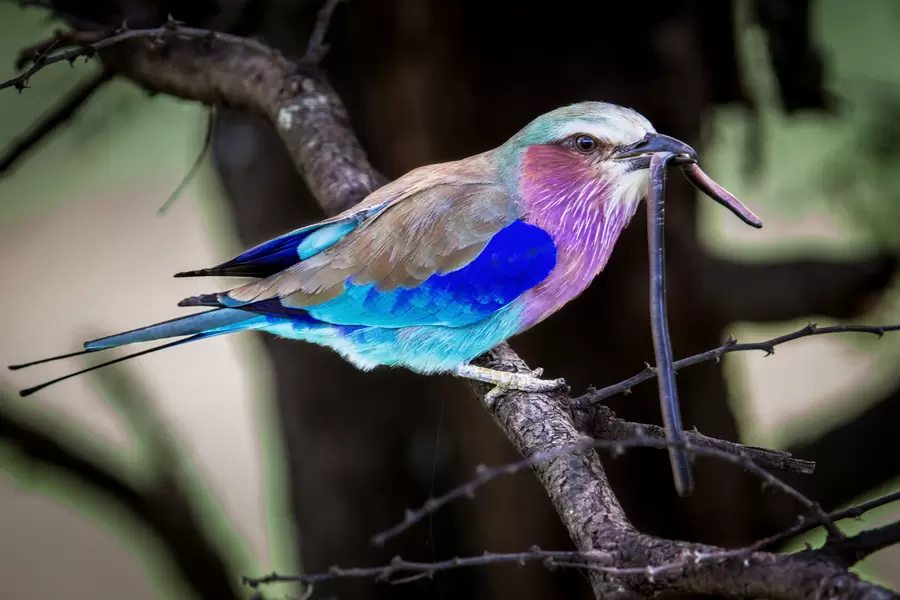 Coracias caudatus