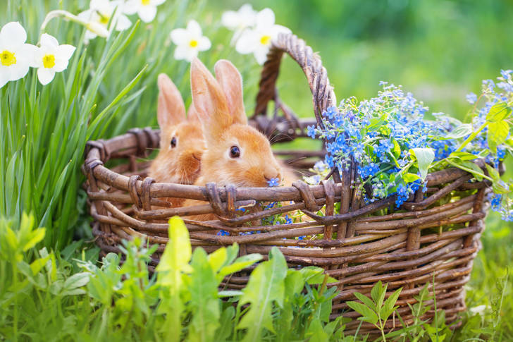 Rabbits in a basket with flowers