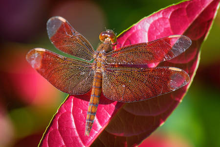 Dragonfly on a pink leaf