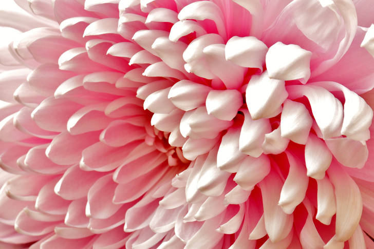Macro photo of pink dahlia