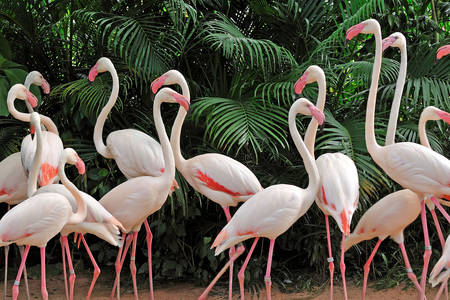 Flamingo sürüsü
