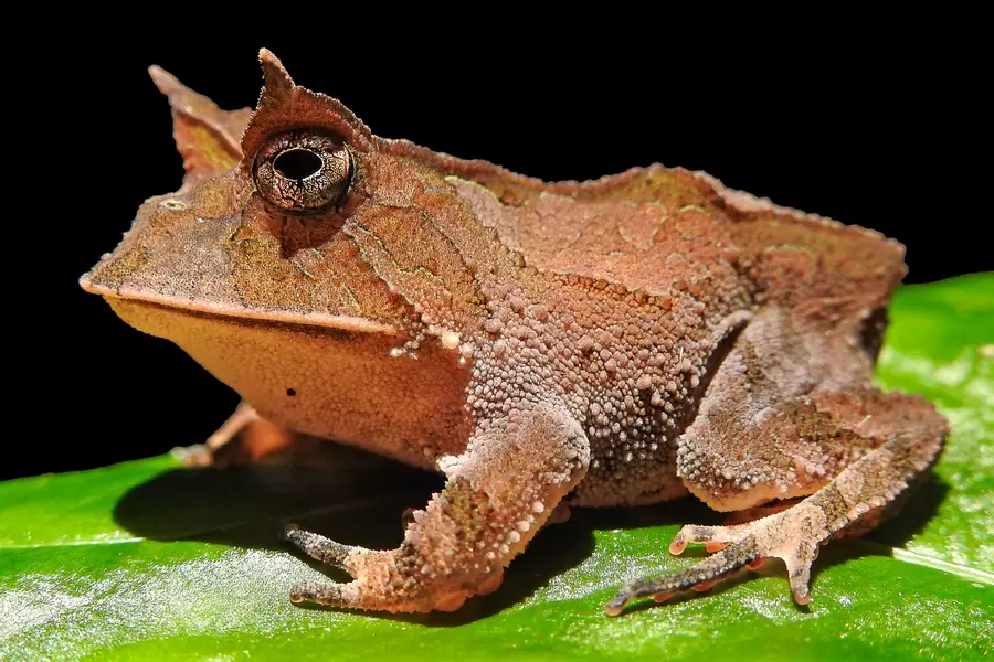 Boie's frog