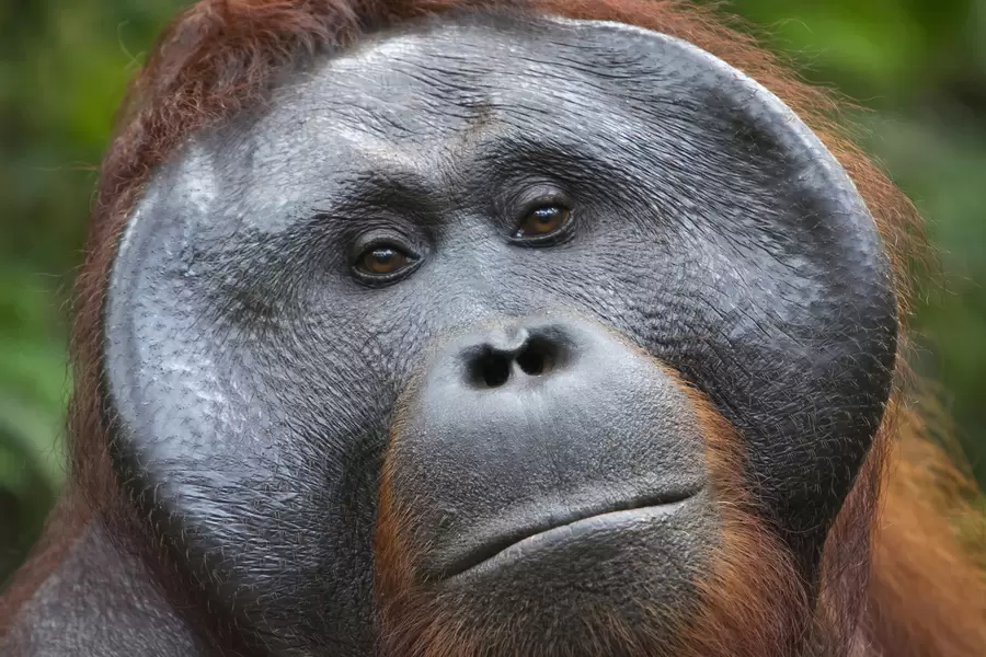 Orang-outan