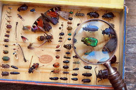Collecte d'insectes