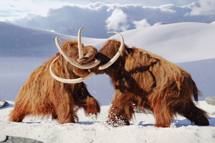 Fight of two mammoths