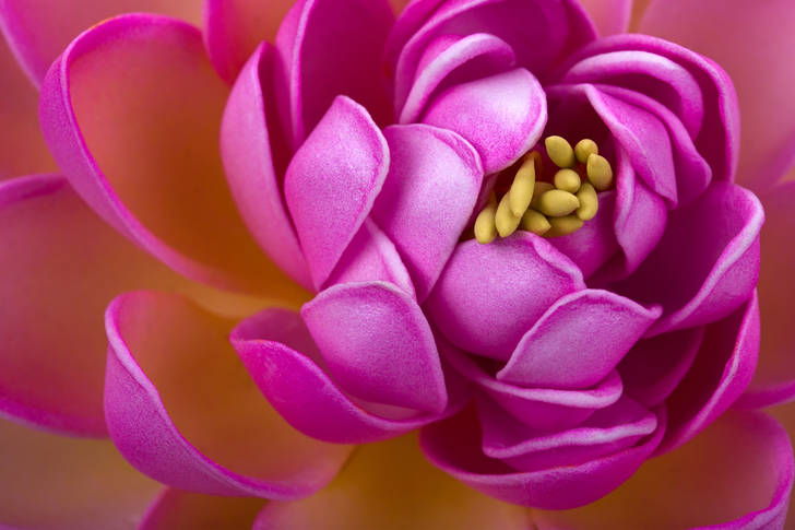 Macro photo of pink lotus