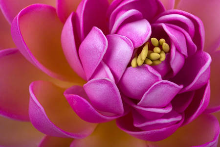 Makro fotografia ružového lotosu