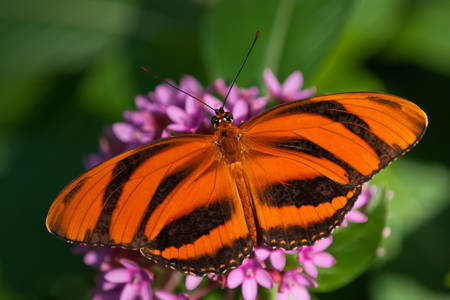Striped orange butterfly
